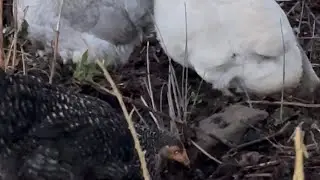 Chicken winter stretch before bed time #jesuslovesyou #chickens #nature #peace #video 