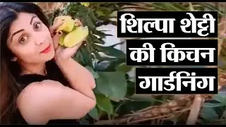 देखिये शिल्पा शेट्टी की किचन गार्डनिंग II Shilpa Shetty Kitchen Garden