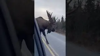 Alaska traffic is different&hellip; 📸 #SharingAlaska by Meg Paulson #moose #bullmoose #wildlife