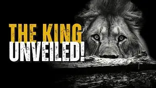 Protecting the Pride: Lion Conservation Efforts and Challenges | King of the Jungle