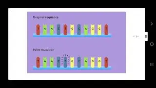 types and causes of mutation in bacteria