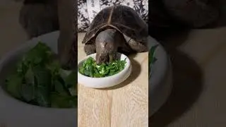 ASMR Mukbang Eating Green vegetables 🐢 Turtle Tortoise -52 #asmr #mukbang #eating #turtle #tortoise