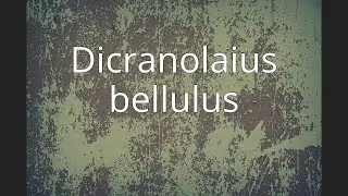 Dicranolaius bellulus