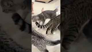 One big happy family🥰🥰🐈#viral #cute #cat