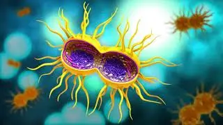 Syphilis Is Sexual Contact Disease- Risk Factors