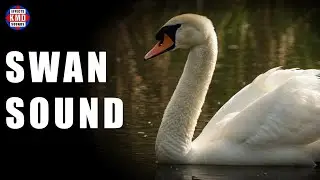 SWAN SOUND - ANIMAL SOUNDS - Sound Effects