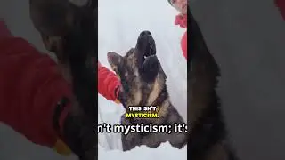 How Dogs Detect Earthquakes Before They Happen #animalfacts #dogvideos #earthquake #naturaldisaster