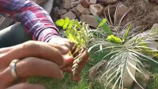 How to grow guggal from cutting || how to grow Indian bdellium-tree|| Commiphora wightii