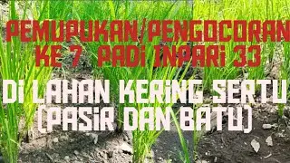 Cara pemupukan padi di lahan kering 