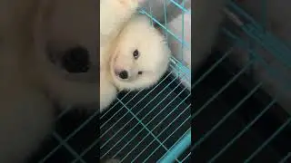 FBI Warning: Cuteness Overload #funnydogs #samoyed #cutesamoyed #shorts