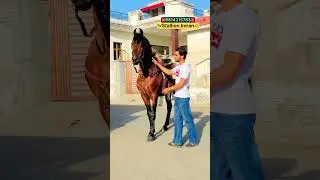 Stallion Imran majuke blood line sire by Adam 🐎🙋&zwj;♂️ #reels #viralvideo #horseloverstatus