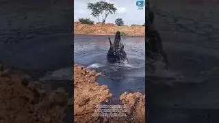 Natural Force