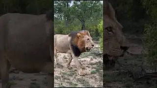 Amahle , macho ndzhenga marcando territorio 🦁👑 #bigcat #viralvideo #animals #nature #safari #wildcat
