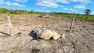 PREJU&Iacute;ZO ENORME,  VAMOS TER QUE VENDER NOSSO TOURO PO! O casco caiu