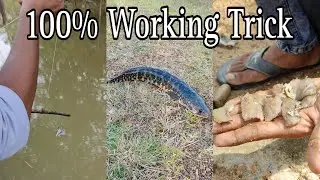 How To Catch Snakehead Murrel Fish||100% Successful Trick To Catch Snakehead Murrel Fish||Fishing