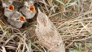 Hungry young pipits chirping toward mother bird @BirdPlusNature