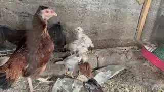 Heera & Aseel Male Female Pathay chicks all setup sale only 55000 WhatsApp number 03149944233