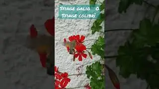 La sfinge colibr&igrave; o Sfinge galio IN AZIONE 🌺  Somiglia ad una farfalla, ma vola come un Colibr&igrave;!