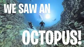 The Big Island's BEST Kept Secret: Sunrise SCUBA Diving!