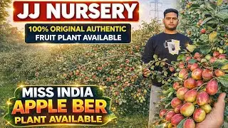 Original Miss india apple Ber fruits plant available contact number ☎️-7679194711. #jjnursery 