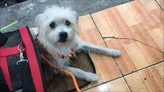 Tutti getting used to different sounds. Dog socialization and desensitization #4