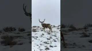 Muley skyline 🦌.  #bigbuck #muledeer