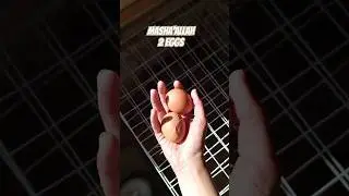 Day 8 of collecting eggs #youtubeshorts #pakistan #chicken #pet #poultry #egg #karachi