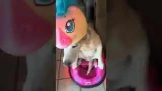 Safety first😂 #funny #dog #safety