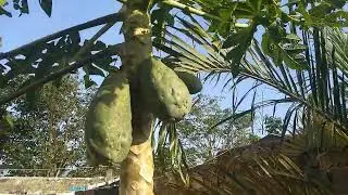 RAW AFRICAN VILLAGE MORNING🌄| BEAUTIFUL SUNRISES & CALM NATURE | VOGMAS