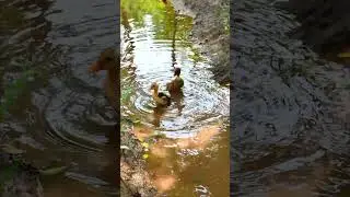 Baby ducks swimming in forest water 🦆| Duck swimming 🦆#duckling #baby #duck #cute
