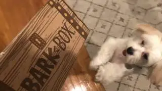 BarkBox Unboxing with Chompers the Dog: April 2018 (BarkBeard&rsquo;s Treasure: A Pirate&rsquo;s Tail)