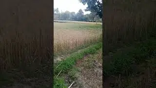 gav ke vlog #vlog #viral #shorts