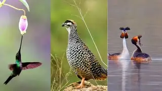 TOP 20 AVES MAIS EXÓTICAS DO MUNDO E SEUS NINHOS INCRÍVEIS | Paraíso das Aves do Brasil