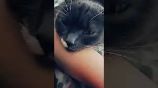 Content Grey Cat Nuzzles Affectionately#catlove #petaffection #greycat #cutepets