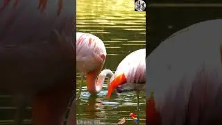 Tropical Birds in Stunning 8K | Names and Melodies | Lihami 111 #TropicalBirds #Birds4K