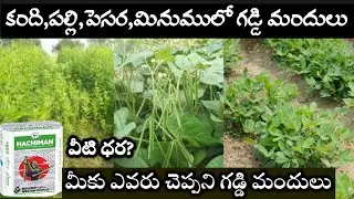 కంది,మినుము,పెసర,వేరుశెనగ,సోయాబీన్ లో వాడే గడ్డి మందులు | Hachiman | Shaked | weed block