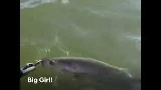 Catching Big Trout on Top Water Lures in Port Mansfield, Texas.