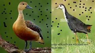 dak/dahuk pakhi dhora fad kinbo.hunting white - breasted waterhen bird with ringtong +8801916171622