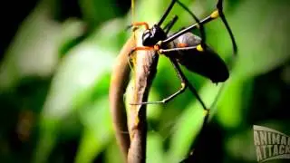 Spider vs Snake Snake vs Spider Monster Bug Wars Spider Eats Snake #HD