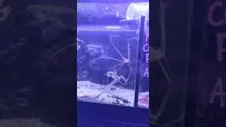 Arrow Crab catching a bristle worm