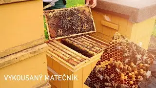 035 Vykousala matečn&iacute;k?! / Free queen cell ?! (1. 5. 2022)