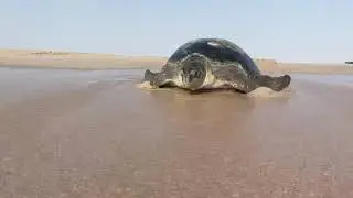 Turtle Beach Resort Ras Al Hadd Oman
