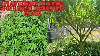 Exodus cheese Chapter 2:Outdoor Trimming for bigger yields. Ft Big Buddha Cheese 