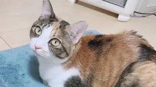 003.【おやつタイム】ほのぼのした時間を過ごす娘たちの日常