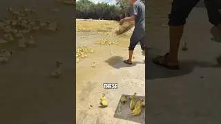 What are the advantages of raising ducks and fish in rice fields?