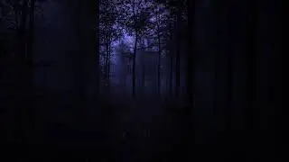 Night sounds in the forest