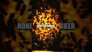 The Magic of Bees: Secret of Honey Making
