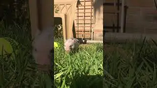Summer fun with weird pets #animaltricks #summerwya
