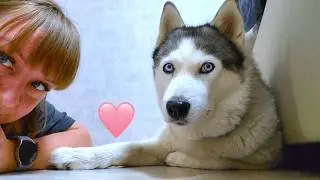 Being The Owner Of Your Dog Or 