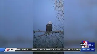 Hundreds of bald eagles migrating to Utah in winter, here&rsquo;s where to see them